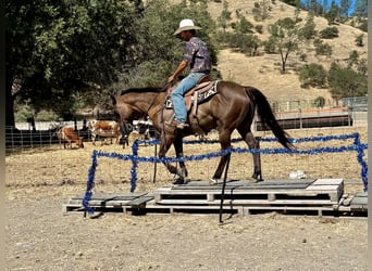 American Quarter Horse, Wałach, 8 lat, 150 cm, Grullo