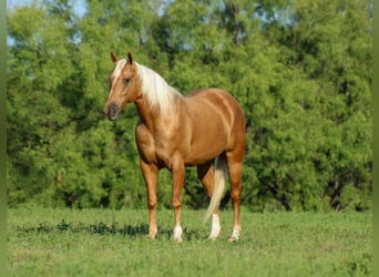 American Quarter Horse, Wałach, 8 lat, 150 cm, Izabelowata