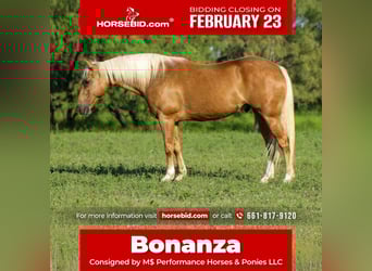 American Quarter Horse, Wałach, 8 lat, 150 cm, Izabelowata