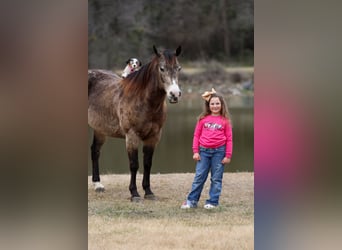 American Quarter Horse, Wałach, 8 lat, 150 cm, Jelenia