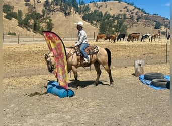 American Quarter Horse, Wałach, 8 lat, 150 cm, Jelenia