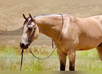 American Quarter Horse, Wałach, 8 lat, 150 cm, Jelenia