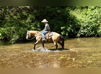 American Quarter Horse, Wałach, 8 lat, 150 cm, Jelenia