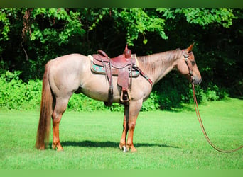American Quarter Horse, Wałach, 8 lat, 150 cm, Kasztanowatodereszowata