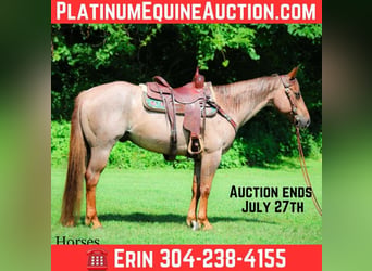American Quarter Horse, Wałach, 8 lat, 150 cm, Kasztanowatodereszowata