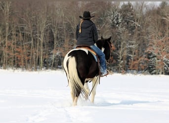American Quarter Horse, Wałach, 8 lat, 150 cm, Tobiano wszelkich maści