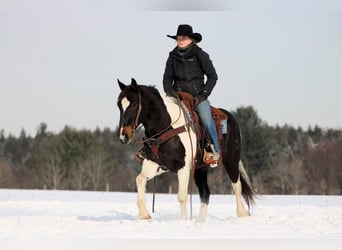 American Quarter Horse, Wałach, 8 lat, 150 cm, Tobiano wszelkich maści