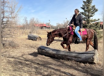 American Quarter Horse, Wałach, 8 lat, 152 cm, Ciemnokasztanowata