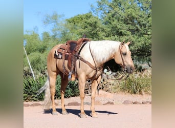 American Quarter Horse, Wałach, 8 lat, 152 cm, Izabelowata