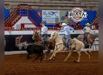 American Quarter Horse, Wałach, 8 lat, 152 cm, Izabelowata