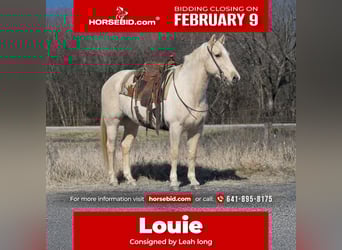 American Quarter Horse, Wałach, 8 lat, 152 cm, Izabelowata