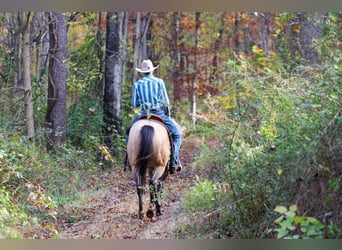 American Quarter Horse, Wałach, 8 lat, 152 cm, Jelenia