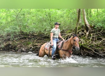 American Quarter Horse, Wałach, 8 lat, 152 cm, Jelenia