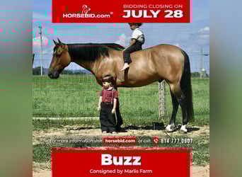 American Quarter Horse, Wałach, 8 lat, 152 cm, Jelenia
