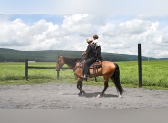 American Quarter Horse, Wałach, 8 lat, 152 cm, Jelenia
