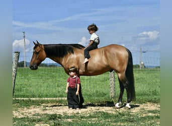 American Quarter Horse, Wałach, 8 lat, 152 cm, Jelenia