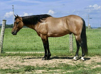 American Quarter Horse, Wałach, 8 lat, 152 cm, Jelenia