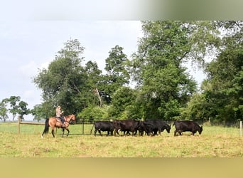 American Quarter Horse, Wałach, 8 lat, 152 cm, Jelenia