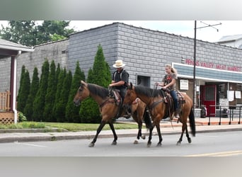 American Quarter Horse, Wałach, 8 lat, 152 cm, Jelenia