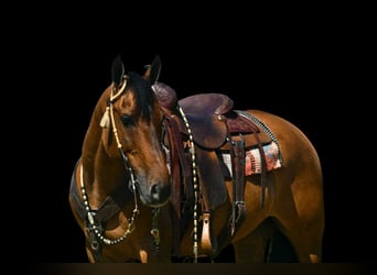 American Quarter Horse, Wałach, 8 lat, 152 cm, Jelenia