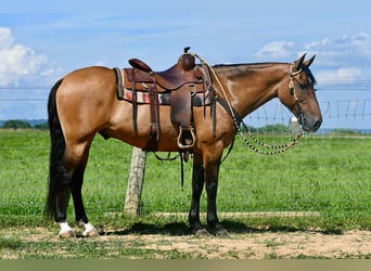 American Quarter Horse, Wałach, 8 lat, 152 cm, Jelenia