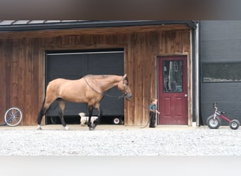 American Quarter Horse, Wałach, 8 lat, 152 cm, Jelenia