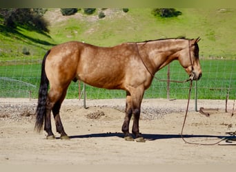 American Quarter Horse, Wałach, 8 lat, 152 cm, Jelenia