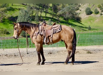 American Quarter Horse, Wałach, 8 lat, 152 cm, Jelenia