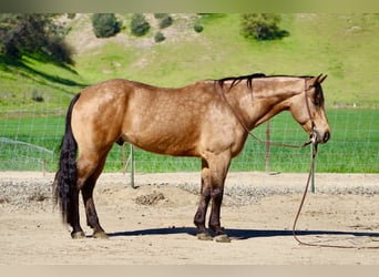 American Quarter Horse, Wałach, 8 lat, 152 cm, Jelenia