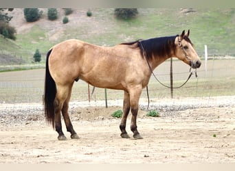 American Quarter Horse, Wałach, 8 lat, 152 cm, Jelenia