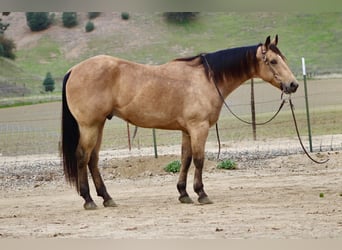 American Quarter Horse, Wałach, 8 lat, 152 cm, Jelenia