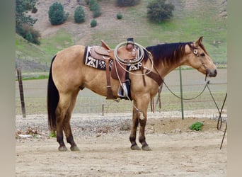 American Quarter Horse, Wałach, 8 lat, 152 cm, Jelenia