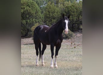 American Quarter Horse, Wałach, 8 lat, 152 cm, Kara