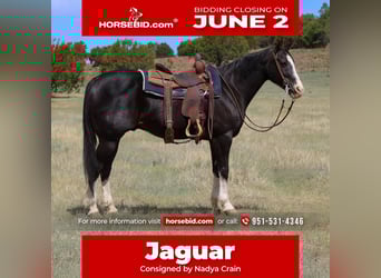 American Quarter Horse, Wałach, 8 lat, 152 cm, Kara