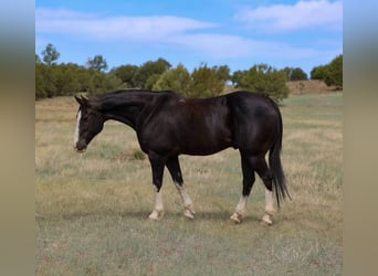 American Quarter Horse, Wałach, 8 lat, 152 cm, Kara