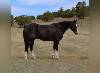 American Quarter Horse, Wałach, 8 lat, 152 cm, Kara