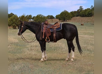 American Quarter Horse, Wałach, 8 lat, 152 cm, Kara
