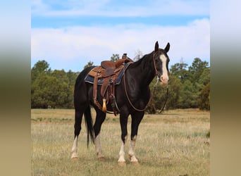 American Quarter Horse, Wałach, 8 lat, 152 cm, Kara
