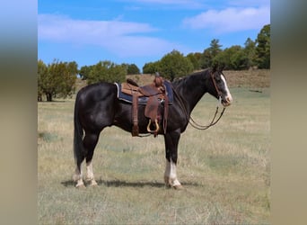 American Quarter Horse, Wałach, 8 lat, 152 cm, Kara