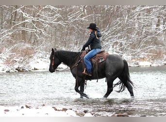 American Quarter Horse, Wałach, 8 lat, 152 cm, Karodereszowata