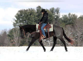 American Quarter Horse, Wałach, 8 lat, 152 cm, Karodereszowata