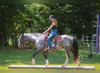 American Quarter Horse Mix, Wałach, 8 lat, 152 cm, Karodereszowata