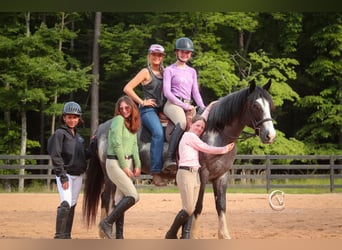 American Quarter Horse Mix, Wałach, 8 lat, 152 cm, Karodereszowata