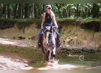 American Quarter Horse Mix, Wałach, 8 lat, 152 cm, Karodereszowata
