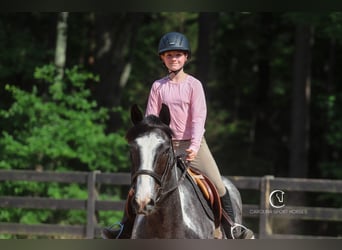 American Quarter Horse Mix, Wałach, 8 lat, 152 cm, Karodereszowata