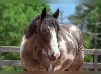 American Quarter Horse Mix, Wałach, 8 lat, 152 cm, Karodereszowata