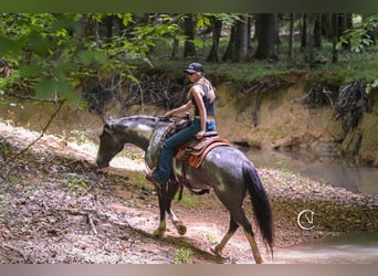 American Quarter Horse Mix, Wałach, 8 lat, 152 cm, Karodereszowata