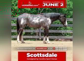 American Quarter Horse Mix, Wałach, 8 lat, 152 cm, Karodereszowata
