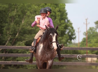 American Quarter Horse Mix, Wałach, 8 lat, 152 cm, Karodereszowata