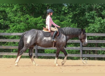 American Quarter Horse Mix, Wałach, 8 lat, 152 cm, Karodereszowata
